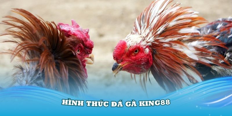 Tìm hiểu hình thức đá gà cựa sắt tại sảnh game online
