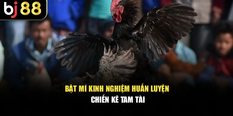 Bật mí kinh nghiệm huấn luyện chiến kê tam tài