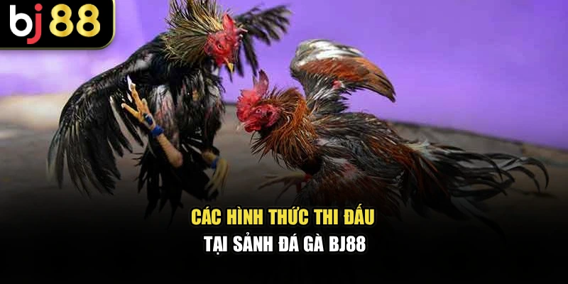 Các hình thức thi đấu tại sảnh đá gà BJ88