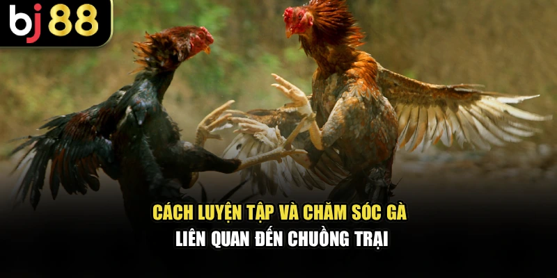 Cách luyện tập và chăm sóc gà liên quan đến chuồng trại
