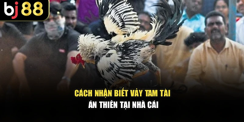 Cách nhận biết vảy gà tam tài nguyệt sa cho người mới