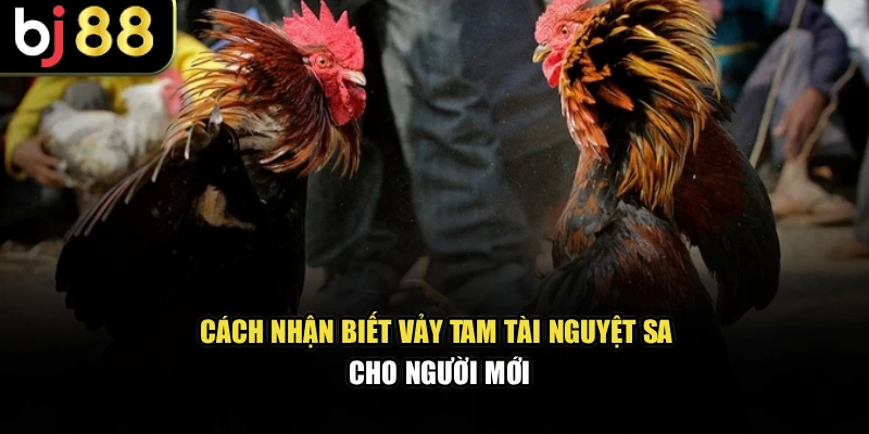 Cách nhận biết vảy tam tài án thiên tại nhà cái