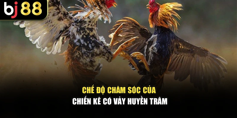 Chế độ chăm sóc của chiến kê có vảy huyền trâm