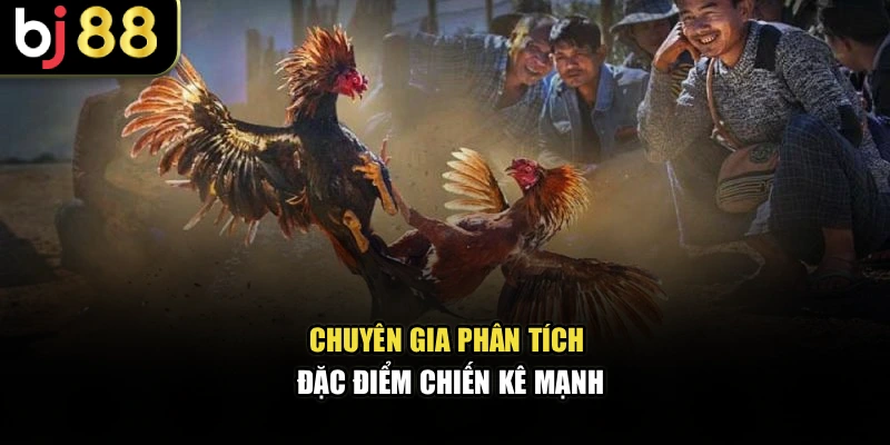 Chuyên gia phân tích đặc điểm chiến kê mạnh