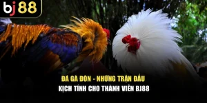Đá Gà Đòn - Những Trận Đấu Kịch Tính Cho Thành Viên BJ88