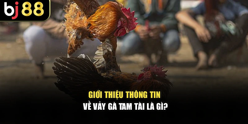 Giới thiệu thông tin về vảy gà tam tài là gì?