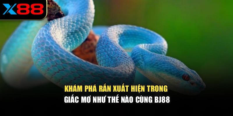 Khám phá rắn xuất hiện trong giấc mơ như thế nào cùng BJ88