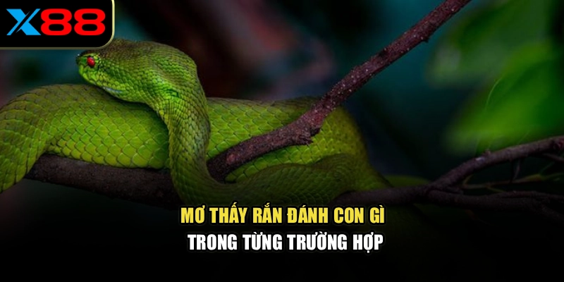Mơ thấy rắn đánh con gì trong từng trường hợp