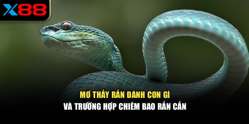 Mơ thấy rắn đánh con gì và trường hợp chiêm bao rắn cắn 