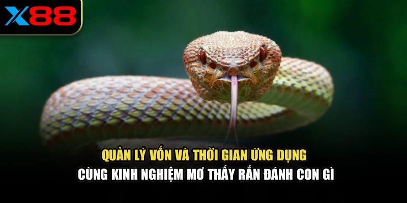Quản lý vốn và thời gian ứng dụng cùng kinh nghiệm mơ thấy rắn đánh con gì