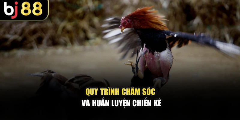 Quy trình chăm sóc và huấn luyện chiến kê