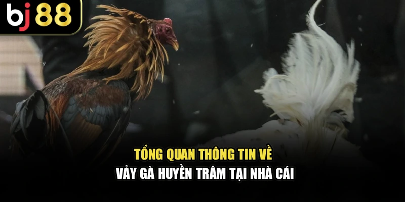 Tổng quan thông tin về vảy gà huyền trâm tại nhà cái