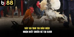 Vảy Gà Tam Tài - Dấu Hiệu Nhận Biết Chiến Kê Tại BJ88