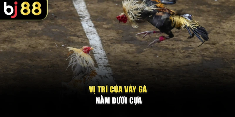 Vị trí của vảy gà nằm dưới cựa